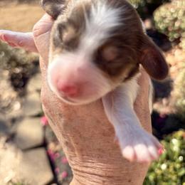 Mack - Chocolate and tan male Dachshund puppy in Bentonville, Arkansas from T & D Dachshunds by design
