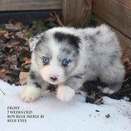 Frost - Blue merle male Miniature Australian Shepherd puppy in Patterson, North Carolina from DreamLine Aussies