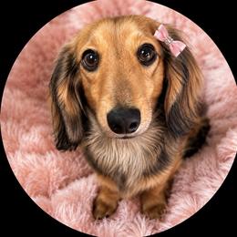 Amelia - Dachshund