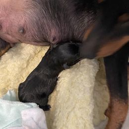 Boy 2 - Manchester Terrier puppy in Lyman, Mississippi from Raintree Manchester Terriers
