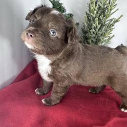 Brownie - Red & white male Miniature Australian Shepherd puppy in Reidsville, North Carolina from Cherry Grove Kennel