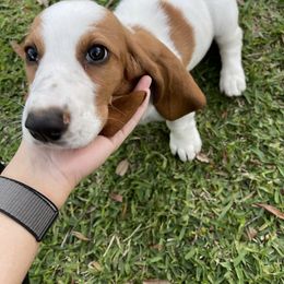 Basset Hound Puppies from Breeze Basset Hounds