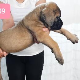 AKC PUP 209 - Fawn female Mastiff puppy in Ava, Missouri from Ozark Mountain Mastiffs