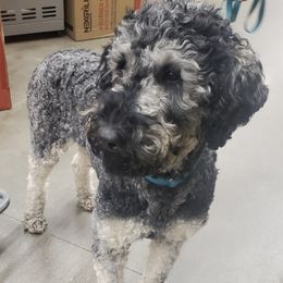 Goldendoodles and Poodles from Emerald Oak Acres