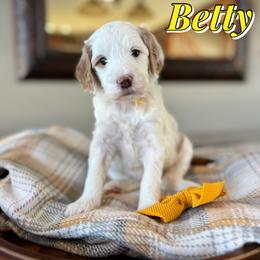 Betty - Parti female Goldendoodle puppy in Oklahoma from Faithful Hill Doodles