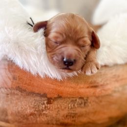 Winston - Red and white male Cockapoo puppy in Preston, Idaho from Rocking JH Pup Co