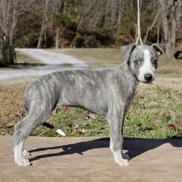 Impala - Blue brindle female Whippet puppy in Gentry, Arkansas from Mardel Robeson of Mulberry Hollow Whippets