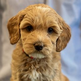 Red Boy - Caramel cream male Australian Labradoodle puppy in Bend, Oregon from High Desert Labradoodles