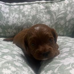 Ruthie - Red female Cavapoo puppy in Glendale, Arizona from Dashing Dogs