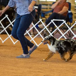 Saucy - Miniature Australian Shepherd
