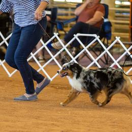 Saucy - Miniature Australian Shepherd
