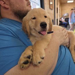 Golden Retriever Puppies from 255 Goldens