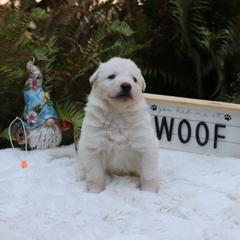 Berger Blanc Suisse Puppies from Apex Winters Wind