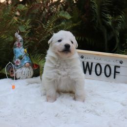 Berger Blanc Suisse Puppies from Apex Winters Wind