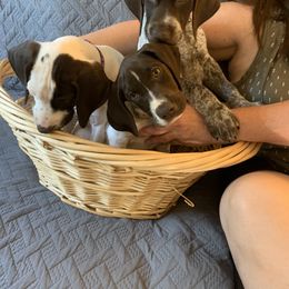 German Shorthaired Pointer Puppies from Webber's Place