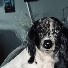 Dachshunds from Zema’s Angels