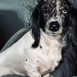 Dachshunds from Zema’s Angels