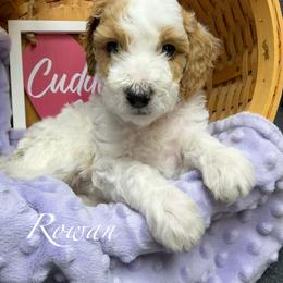 Rowan - Parti male Goldendoodle puppy in Boise, Idaho from Goldendoodle Baby