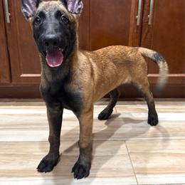 Han (Orange) - Mahogany male Belgian Malinois puppy in Buckeue, Arizona from Légende Vivante Du Chief Kennel