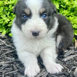 Dream - Black tri-color female Australian Shepherd puppy in Loda, Illinois from Pilcher Farms