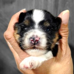 Yorkshire Terrier Puppies from Pixieland Yorkshire Terriers