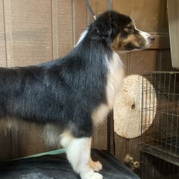 Phoenyx - Australian Shepherd