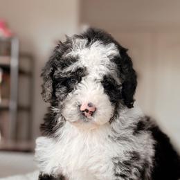 Denali, Boy - Blue merle male Bernedoodle puppy in Maricopa, Arizona from Desert Ridge Doodles