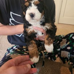 Harper - Tri-color female Bernedoodle puppy in Reinholds, Pennsylvania from Mountain Top Bernedoodles