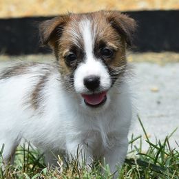 Sneak Boy 3 - White and tan male Russell Terrier puppy in Middletown, Virginia from DBF Russell Terriers