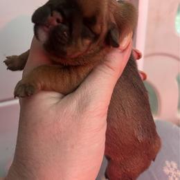 Daphne - Red and white female Bulldog puppy in Ranson, West Virginia from EMR’s Bulldogs