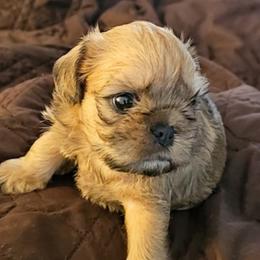 Gabby - Brussels Griffon