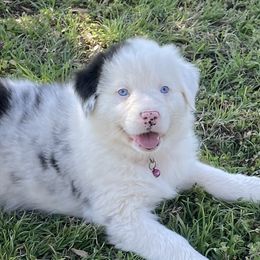 Girl 4 - Blue merle Australian Shepherd puppy in Blum, Texas from 4P Poteet Farms