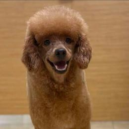 Thomas - Poodle