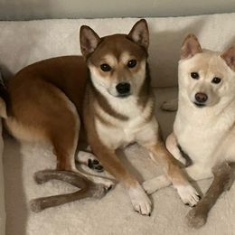 Shiba Inu from West Coast Shibas