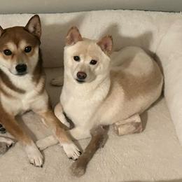 Shiba Inu from West Coast Shibas