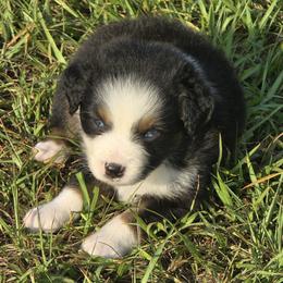 Boy 3 - Black tri-color male Australian Shepherd puppy in Lakeland, Florida from Diamond P Australian Shepherds