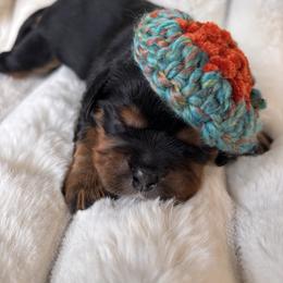 Polar Vortex - Black and tan male Cavalier King Charles Spaniel puppy in Ore City, Texas from Castle Grogan Cavaliers