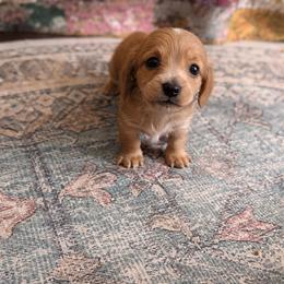 Dachshund Puppies from Queen City Sausage Dogs