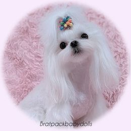 Pearl - Maltese