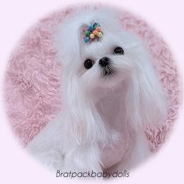 Pearl - Maltese