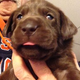 Labrador Retriever Puppies from Muck Madness Retrievers