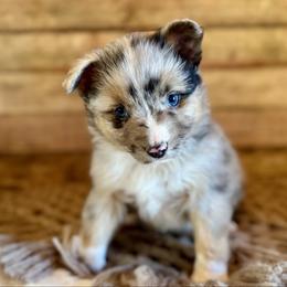 Auggie - Blue merle male Miniature American Shepherd puppy in Ash Grove, Missouri from 3 Barrels Farms, LLC
