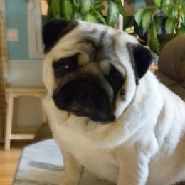 Pug Puppies from HOOPLA PUGS