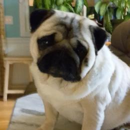 Pug Puppies from HOOPLA PUGS