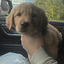 Frankie - Dark golden male Golden Retriever puppy in Tenino, Washington from Oak River Goldens'
