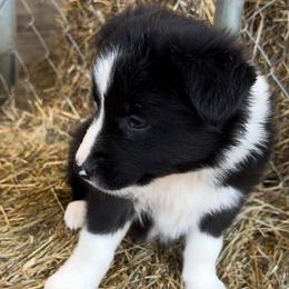 Bella - Black and white female Border Collie puppy in Surgoinsville, Tennessee from Smokey Mountain Vizslas