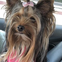 Harley - Yorkshire Terrier