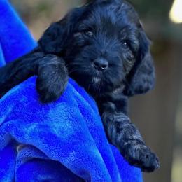 Girl 5 - Phantom Goldendoodle puppy in Gig Harbor, Washington from Sandy’s Goldendoodles