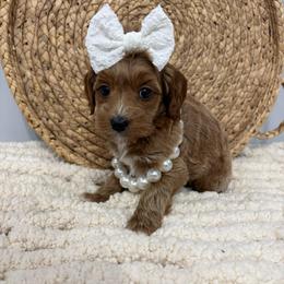 Belle - Apricot female Goldendoodle puppy in Calico Rock, Arkansas from Cottrell’s Poodles & Doodles