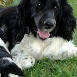 English Springer Spaniels from Joyspring English Springer Spaniels